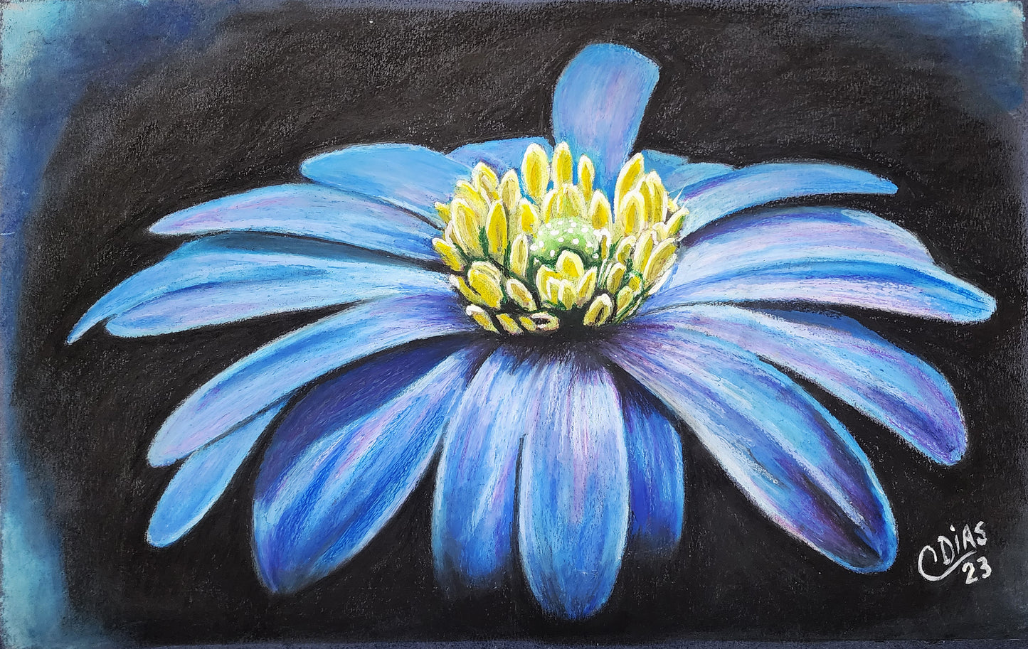 Margarida Gerbera Azul