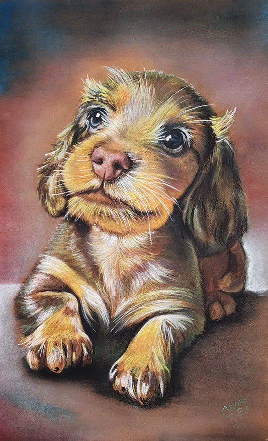 Filhote de Cocker Spaniel