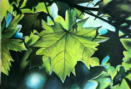 Videira Vitaceae